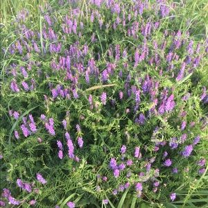 Meet your Posher, Camille